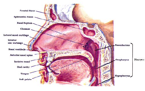 anatomy of nasopharynx